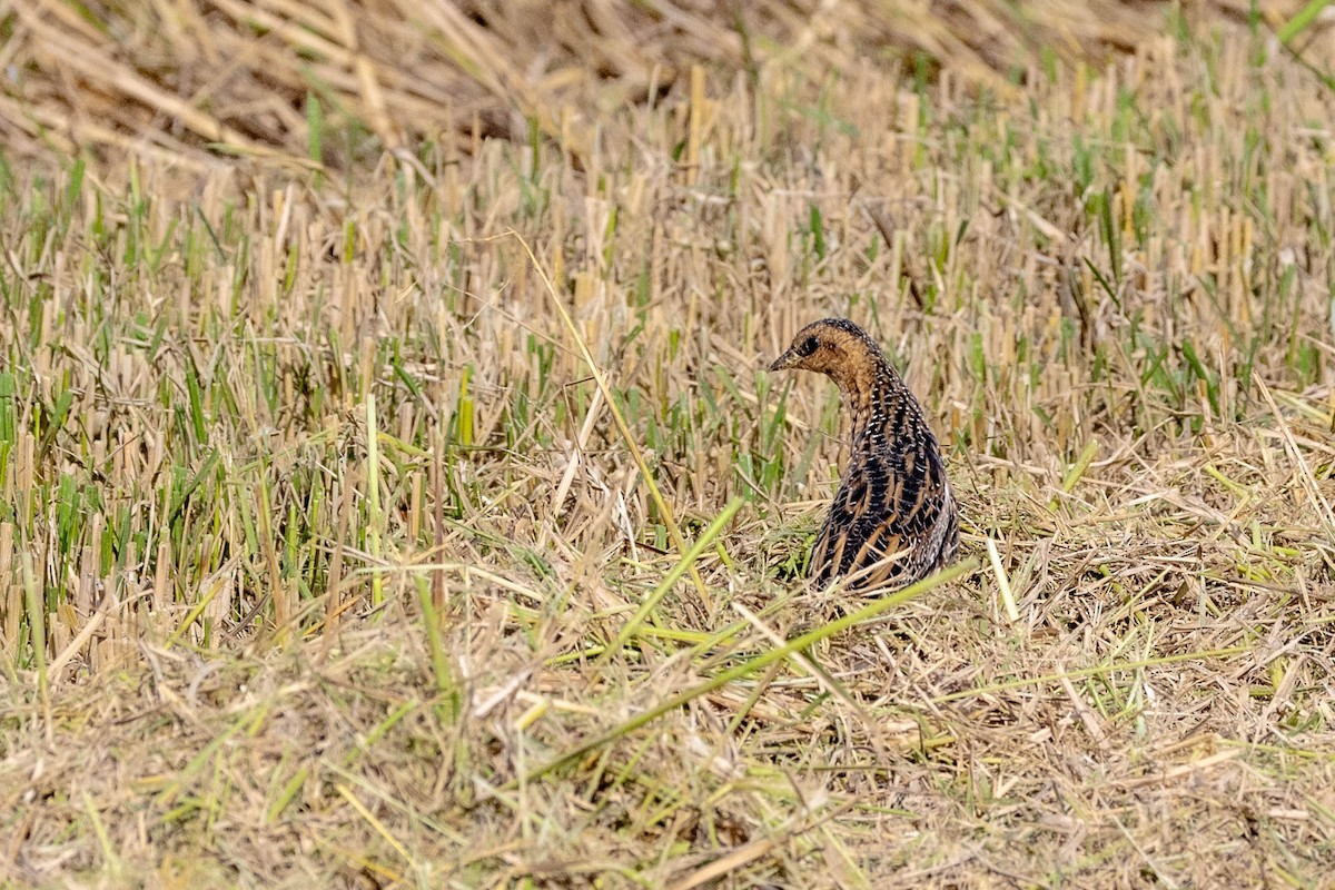 Yellow Rail - ML645566429