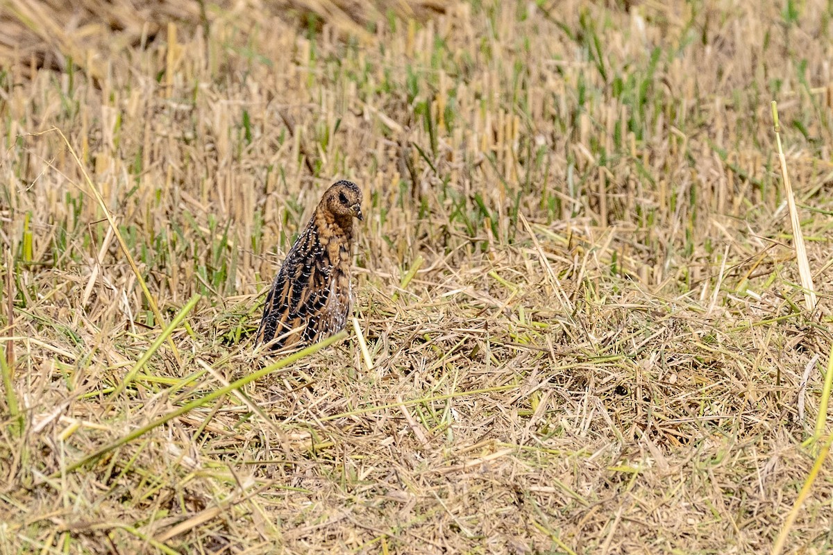 Yellow Rail - ML645566431