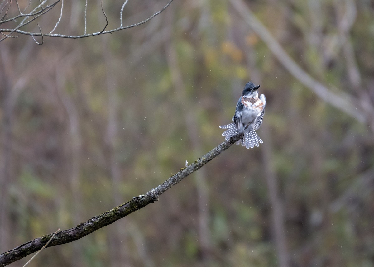 Belted Kingfisher - ML645566435