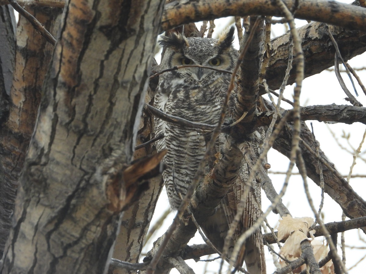 Great Horned Owl - ML645566438