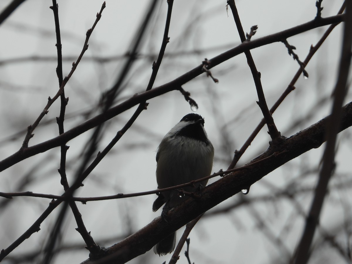 Black-capped Chickadee - ML645566445