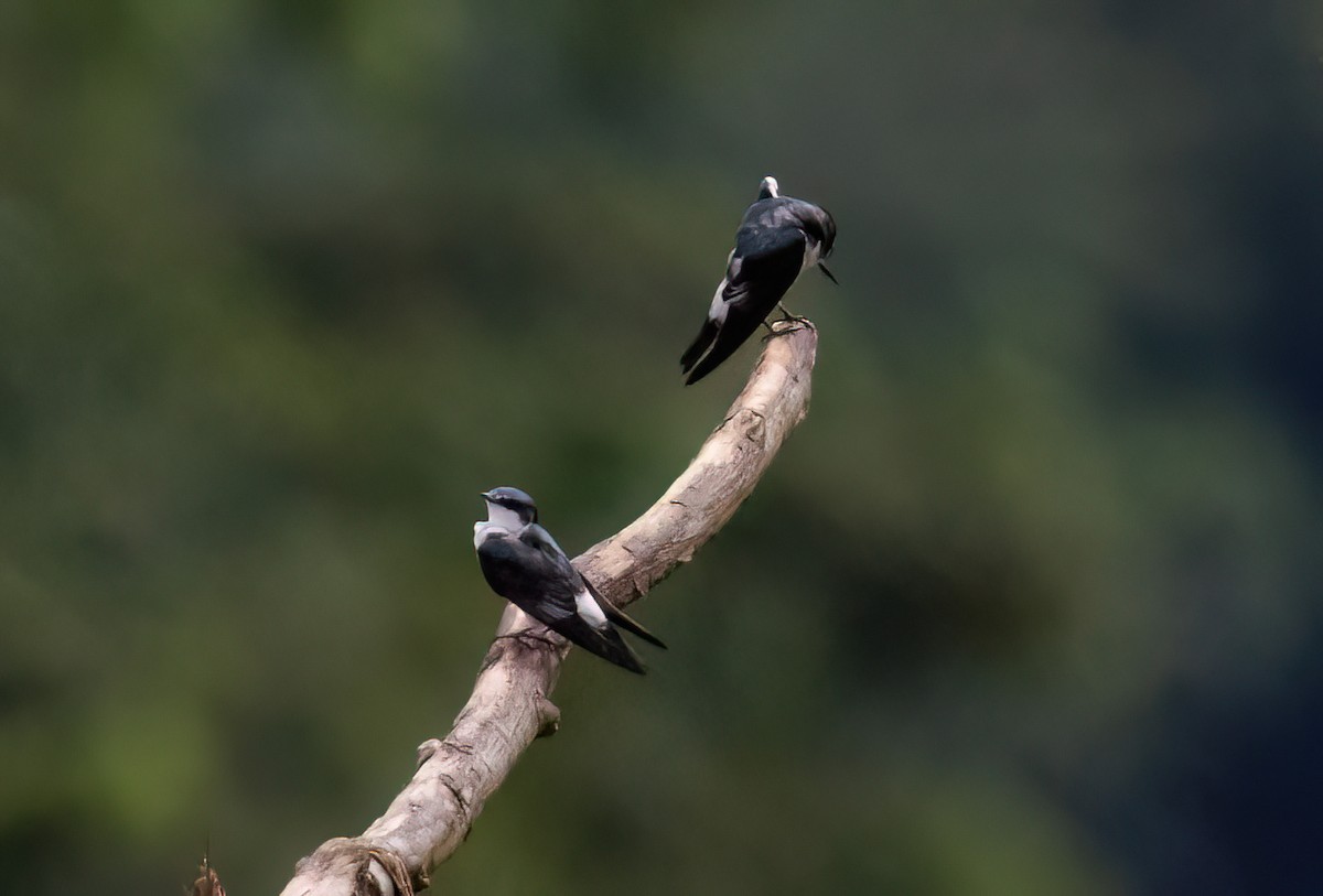 Mangrove Swallow - ML645566449