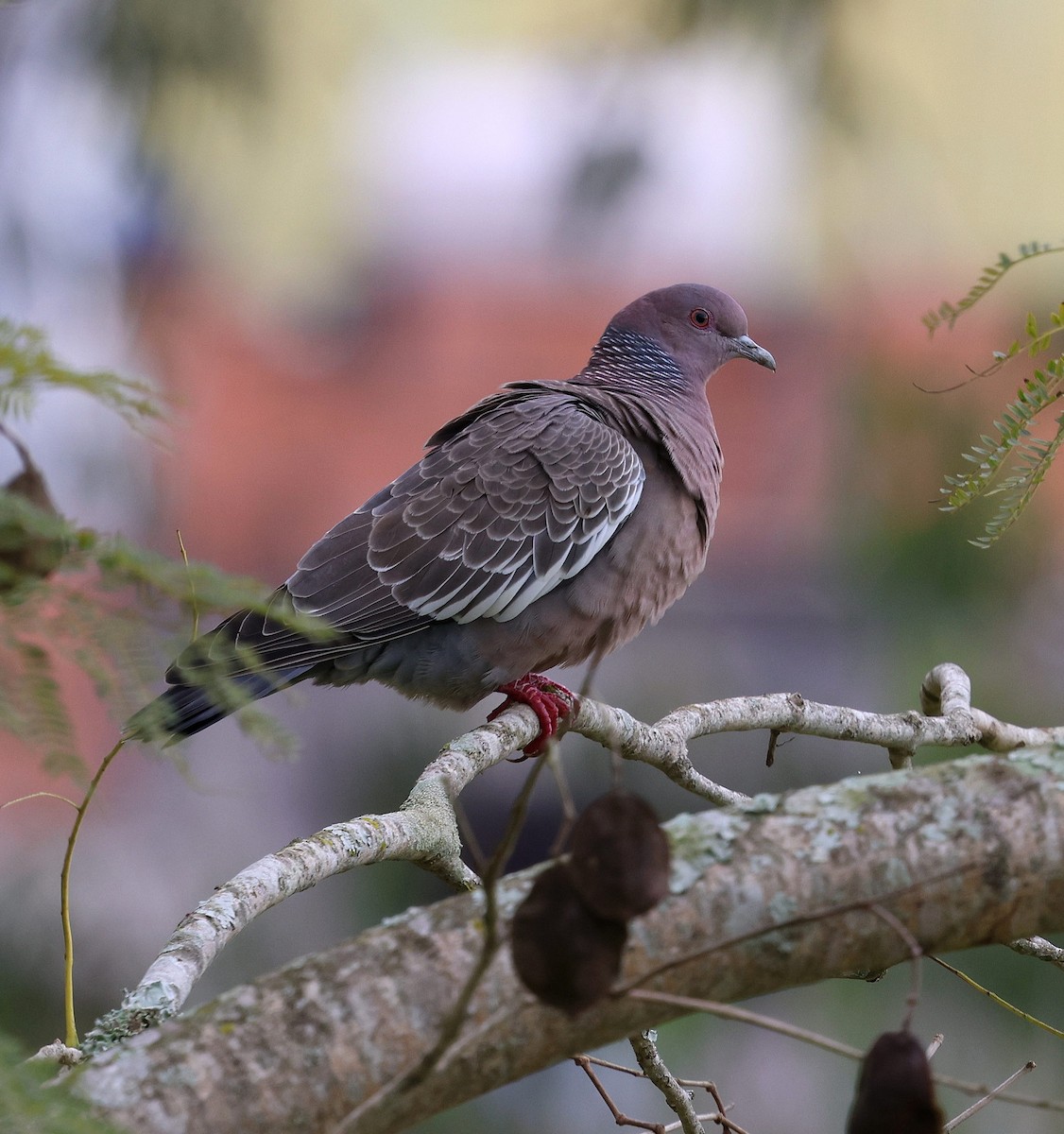 Picazuro Pigeon - ML645566452