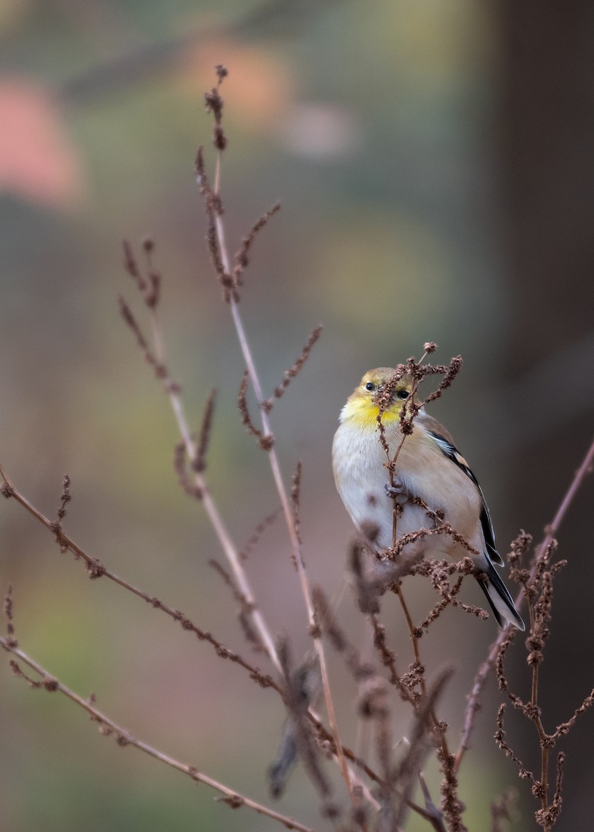 American Goldfinch - ML645566453