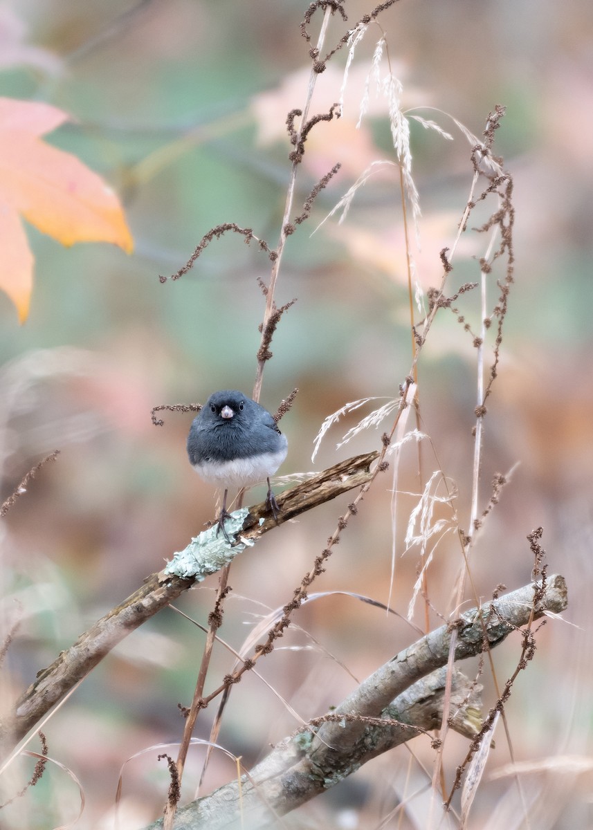 Dark-eyed Junco - ML645566465