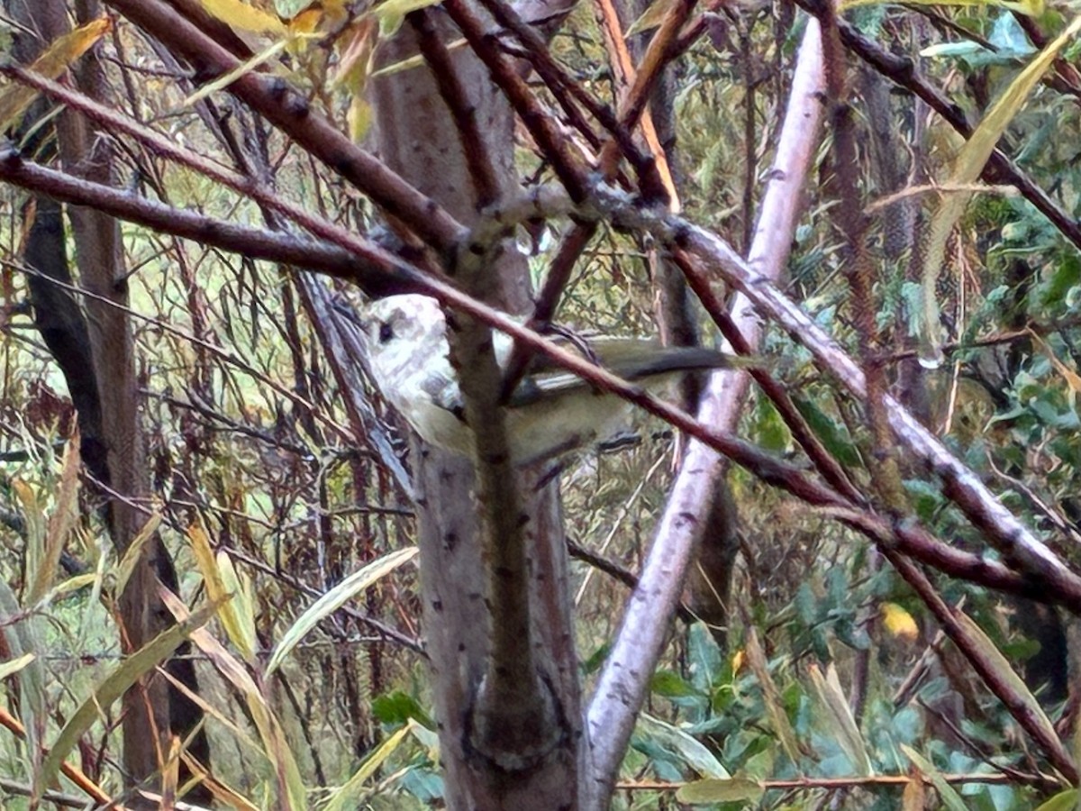 Ruby-crowned Kinglet - ML645566472