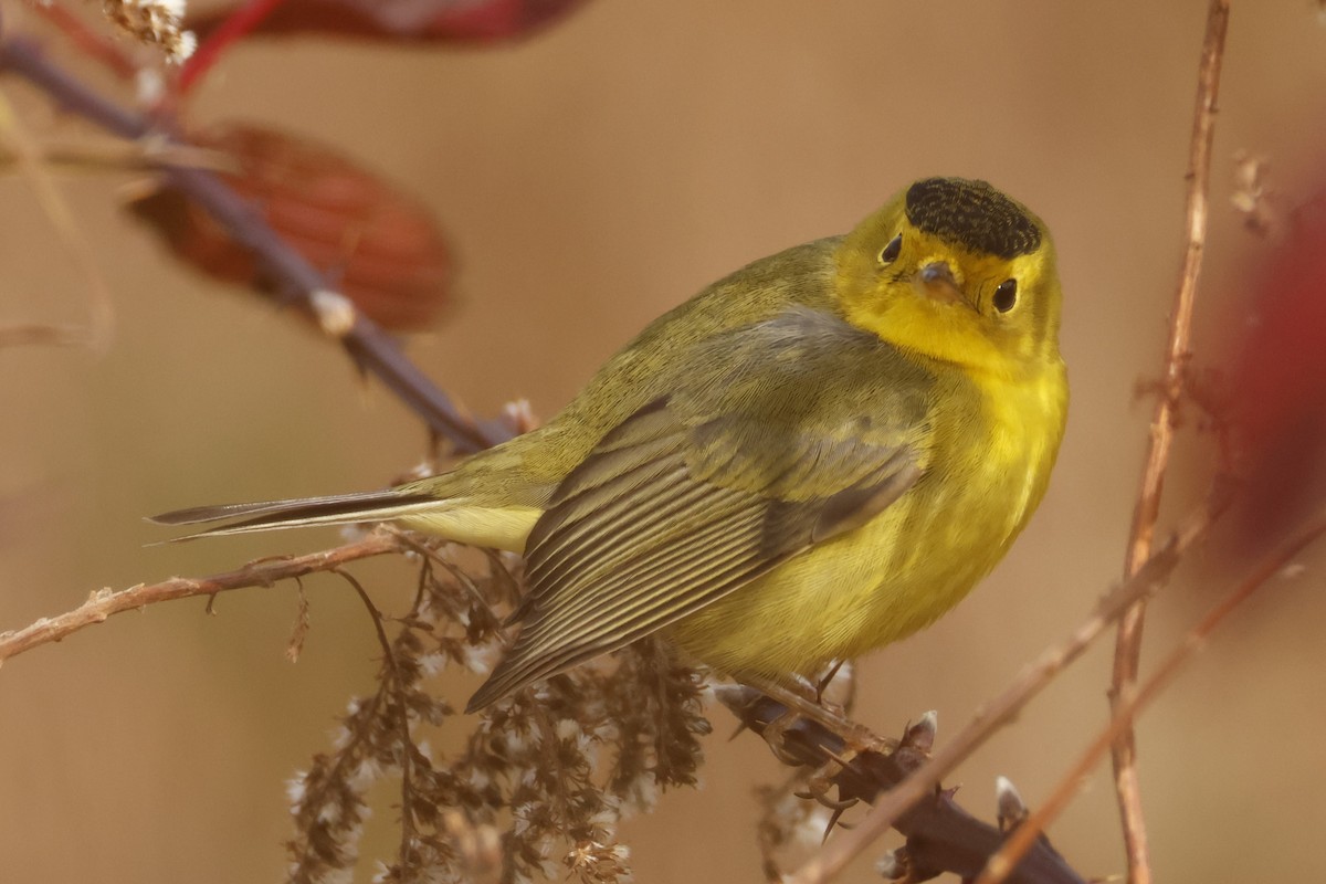 Wilson's Warbler - ML645566473