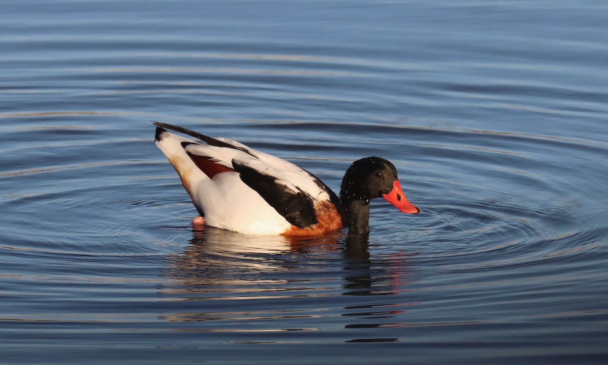 Common Shelduck - ML645566475
