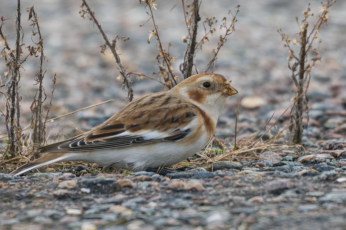 sněhule severní - ML645566482