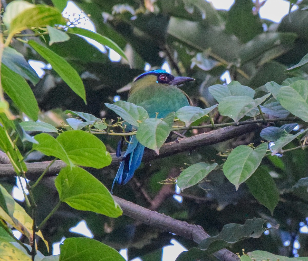 Lesson's Motmot - ML645566484