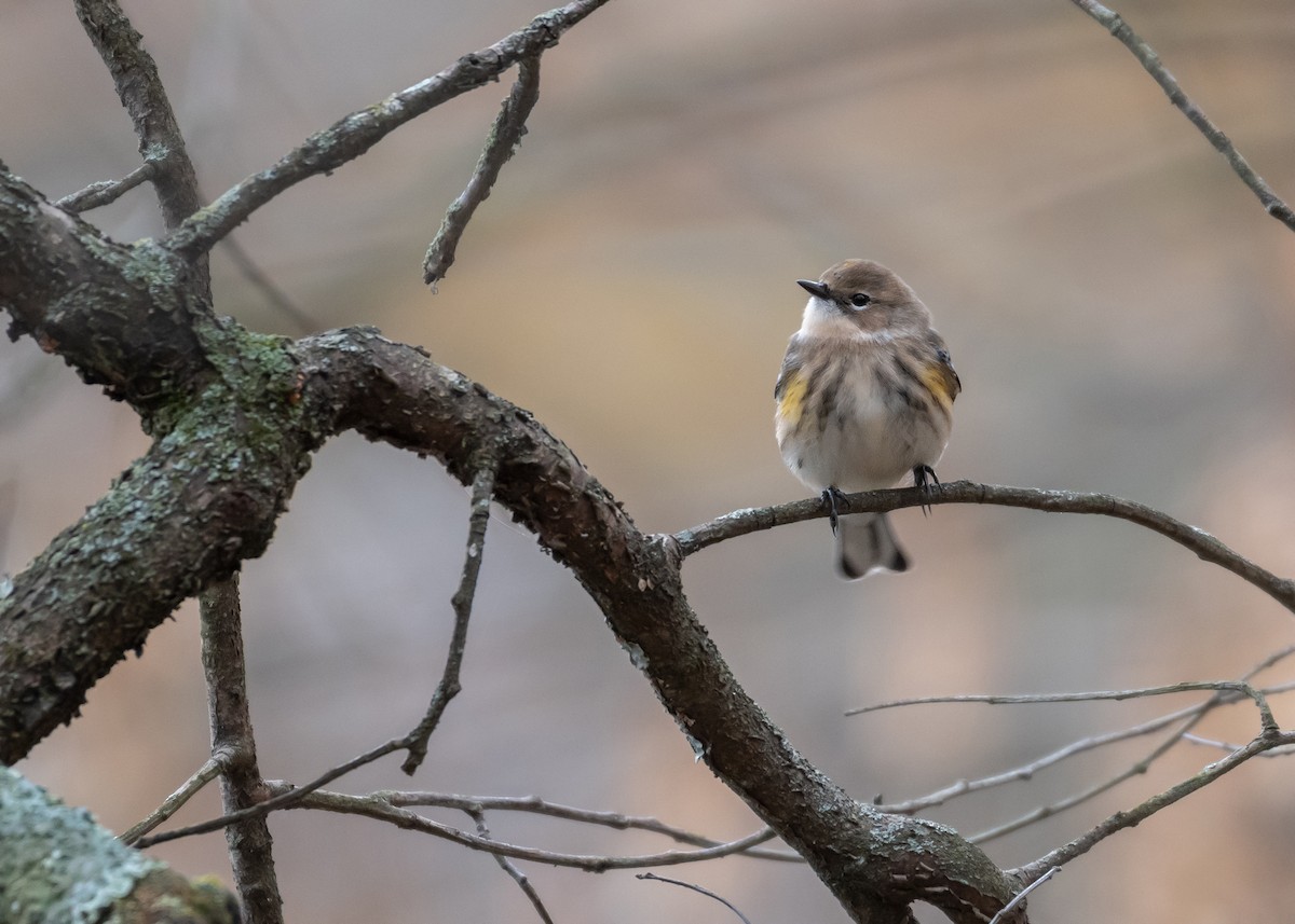 Yellow-rumped Warbler - ML645566492