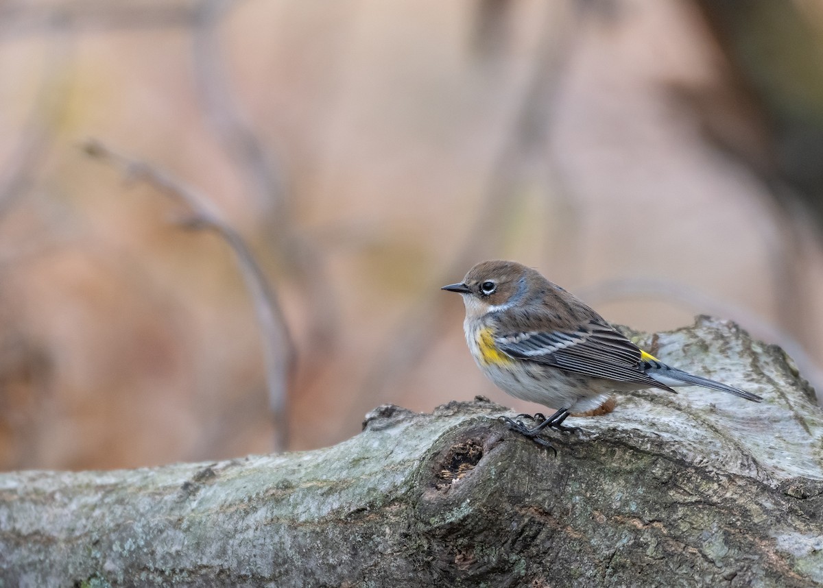 Yellow-rumped Warbler - ML645566493