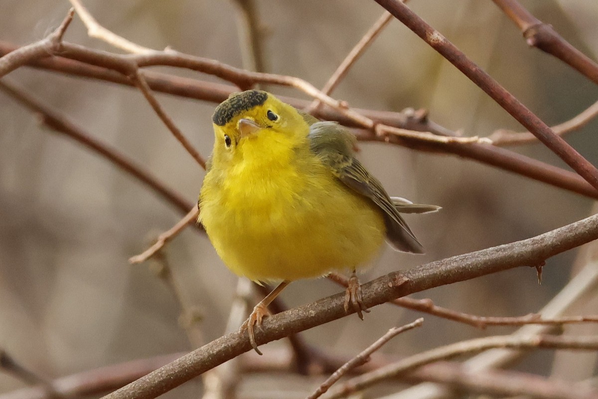 Wilson's Warbler - ML645566501