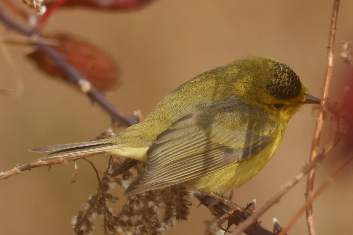 Wilson's Warbler - ML645566508