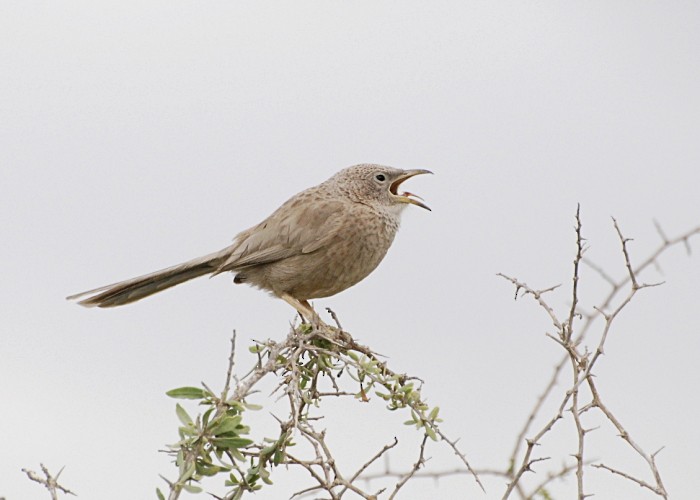 Arabian Babbler - ML645566515
