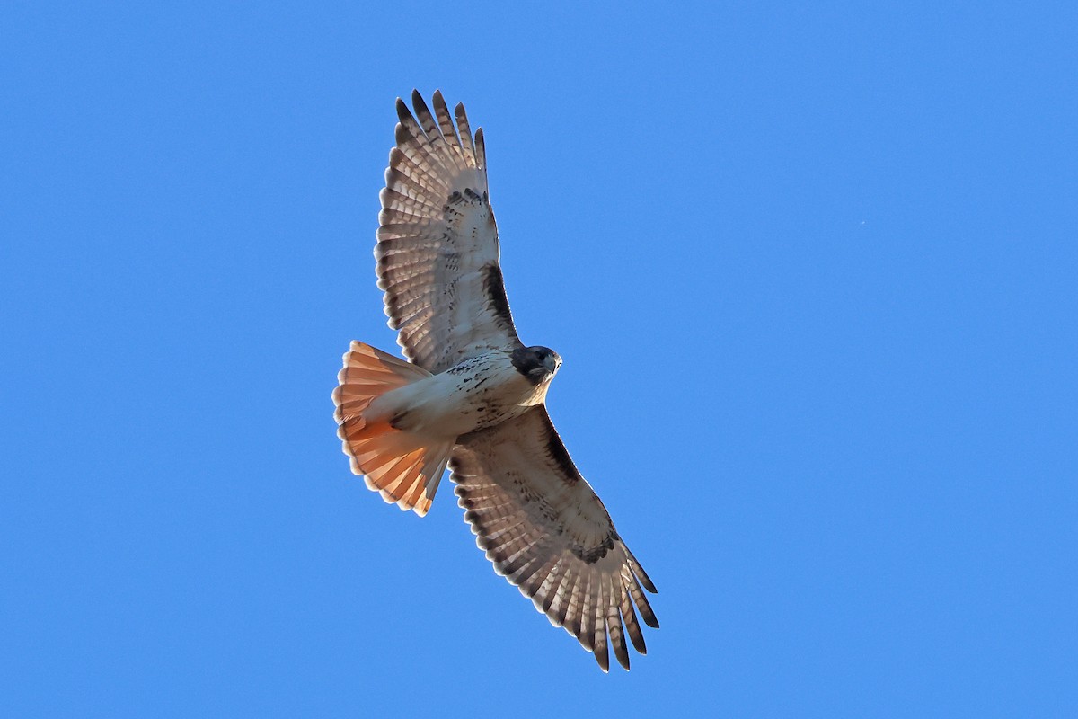 Red-tailed Hawk (borealis) - ML645566521