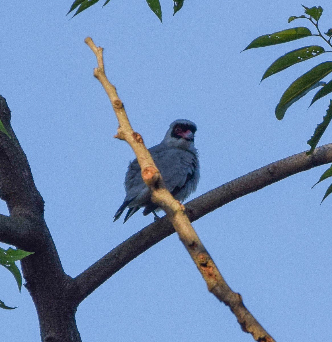 Masked Tityra - ML645566522