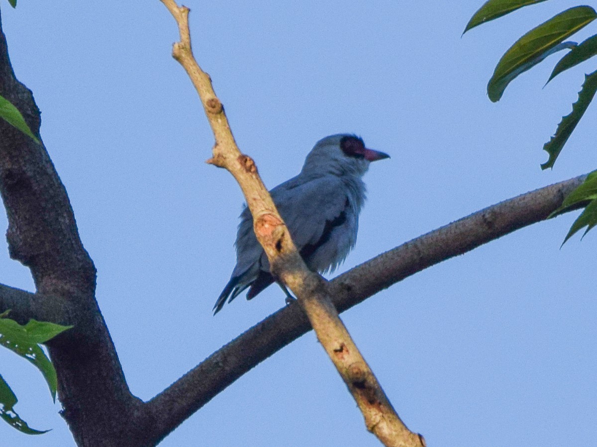 Masked Tityra - ML645566524