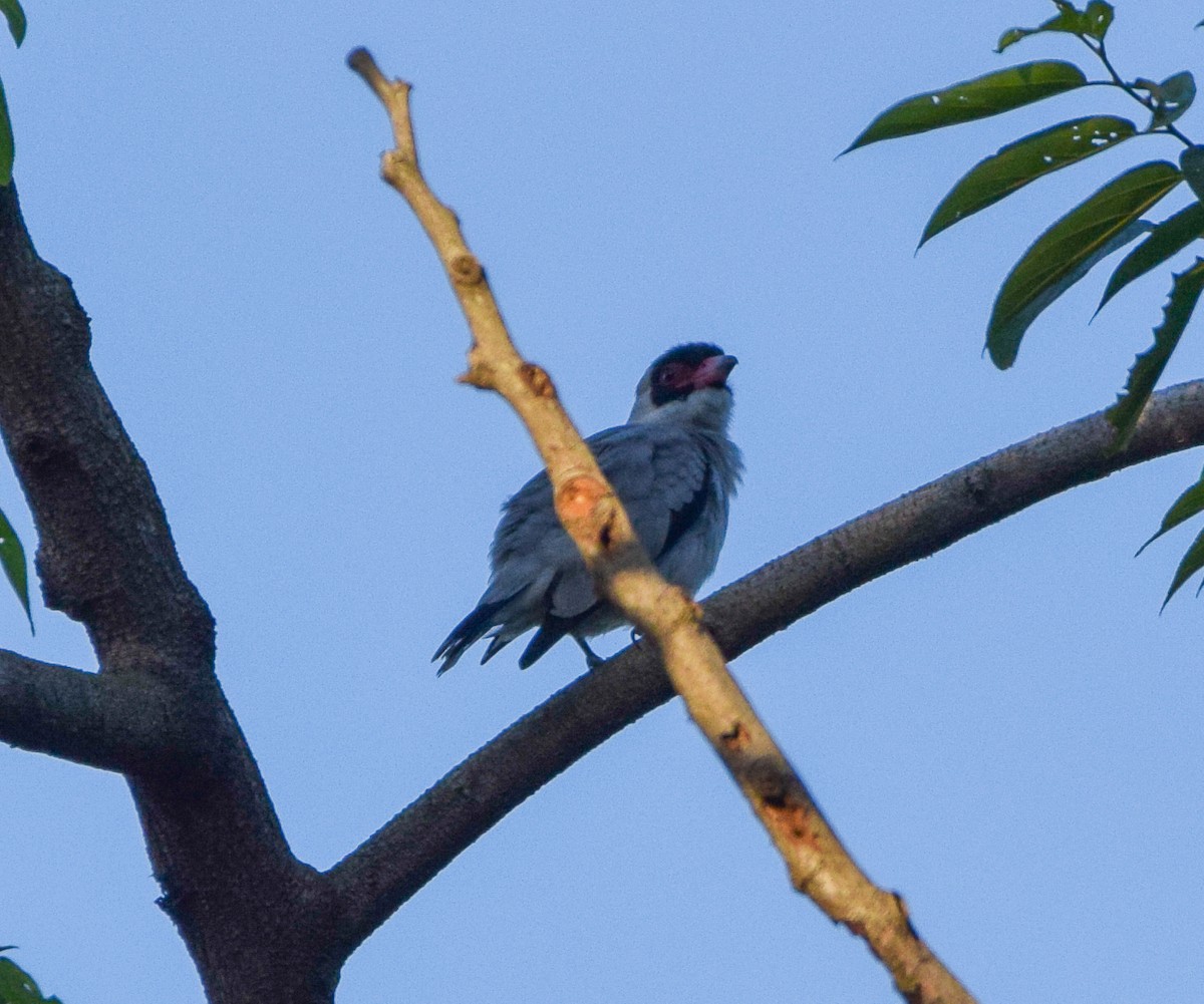 Masked Tityra - ML645566526