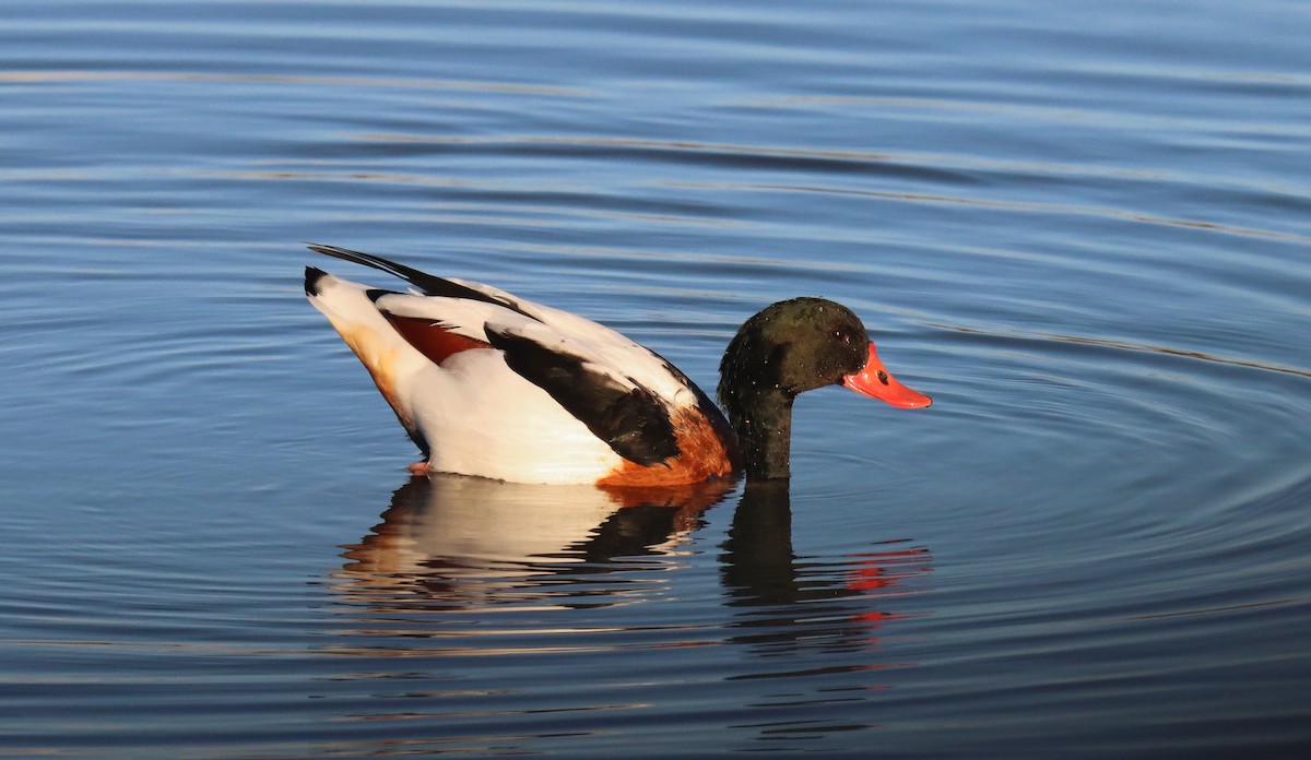 Common Shelduck - ML645566541