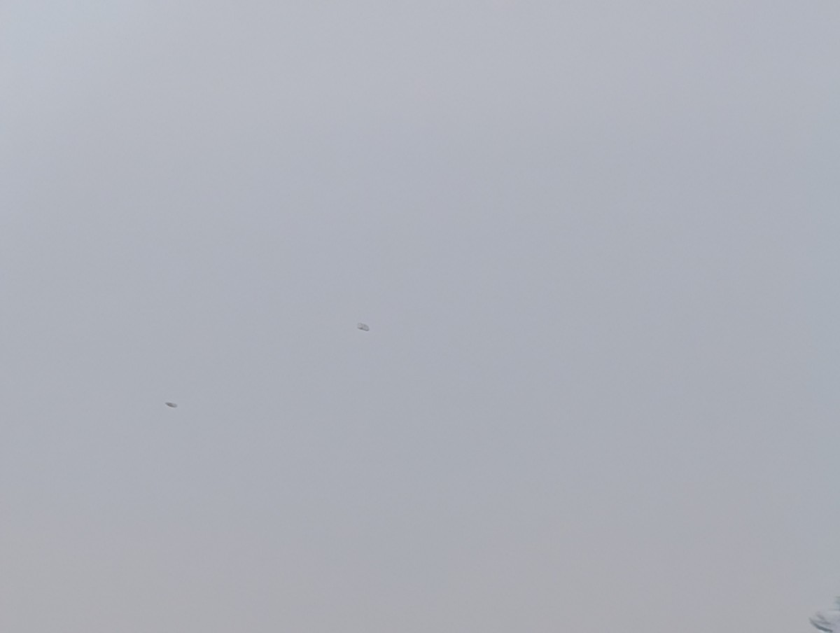 Short-eared Owl (Northern) - ML645566542