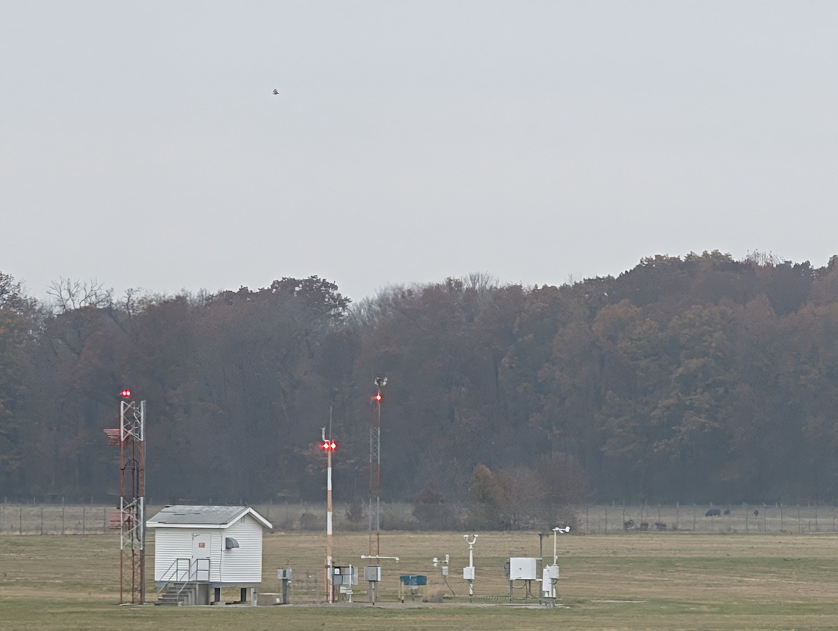 Short-eared Owl (Northern) - ML645566543