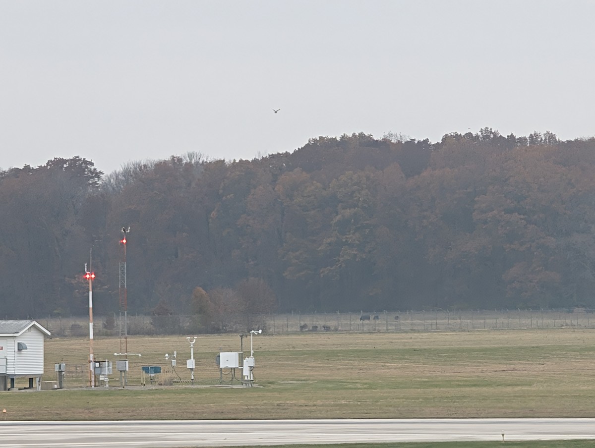 Short-eared Owl (Northern) - ML645566544
