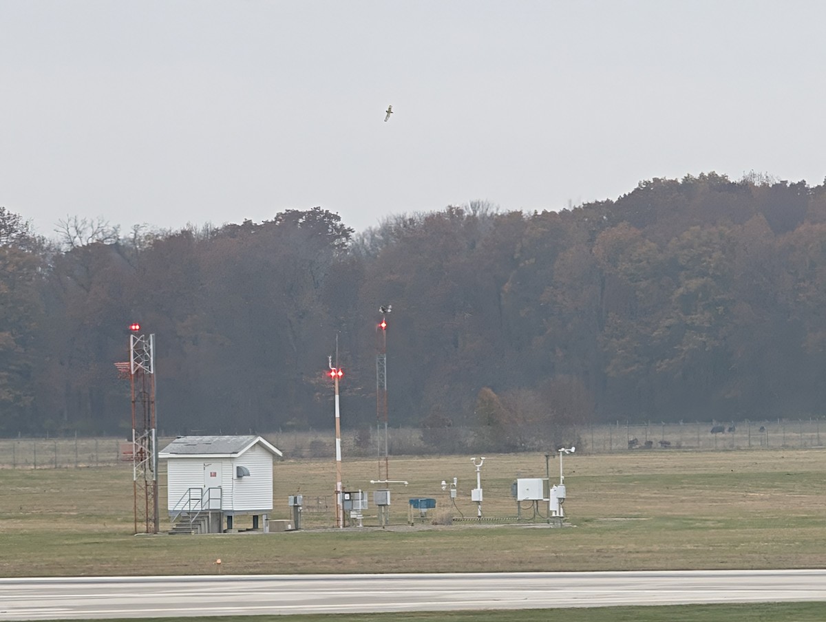 Short-eared Owl (Northern) - ML645566545