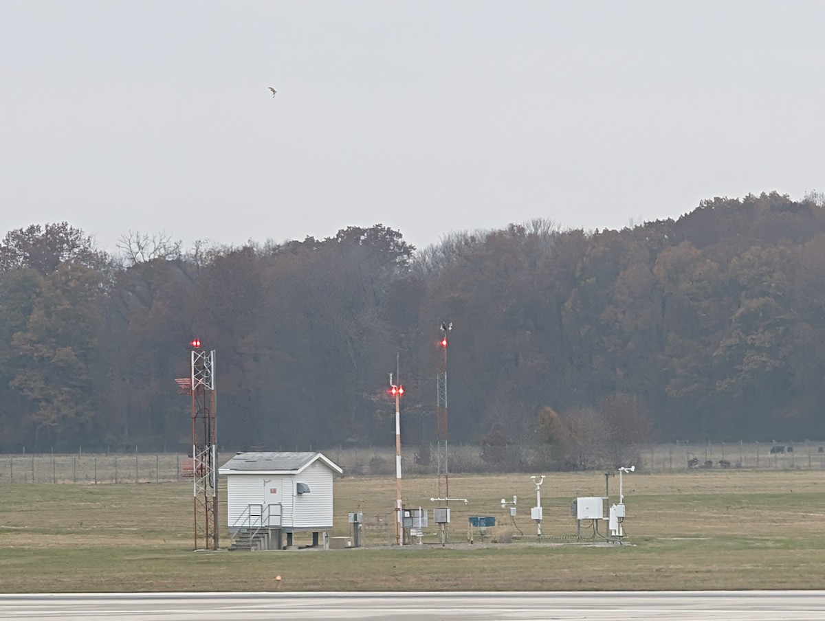 Short-eared Owl (Northern) - ML645566546