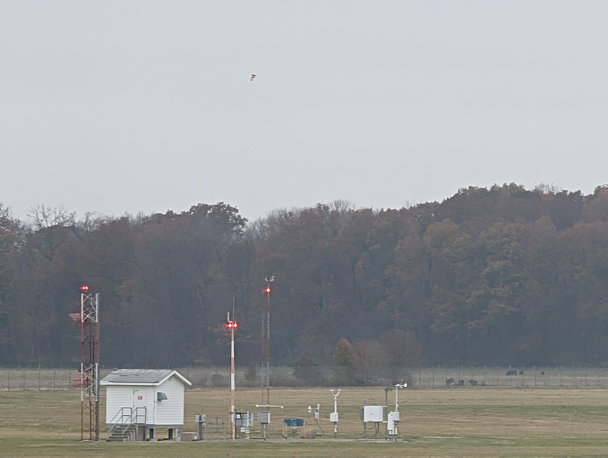 Short-eared Owl (Northern) - ML645566547