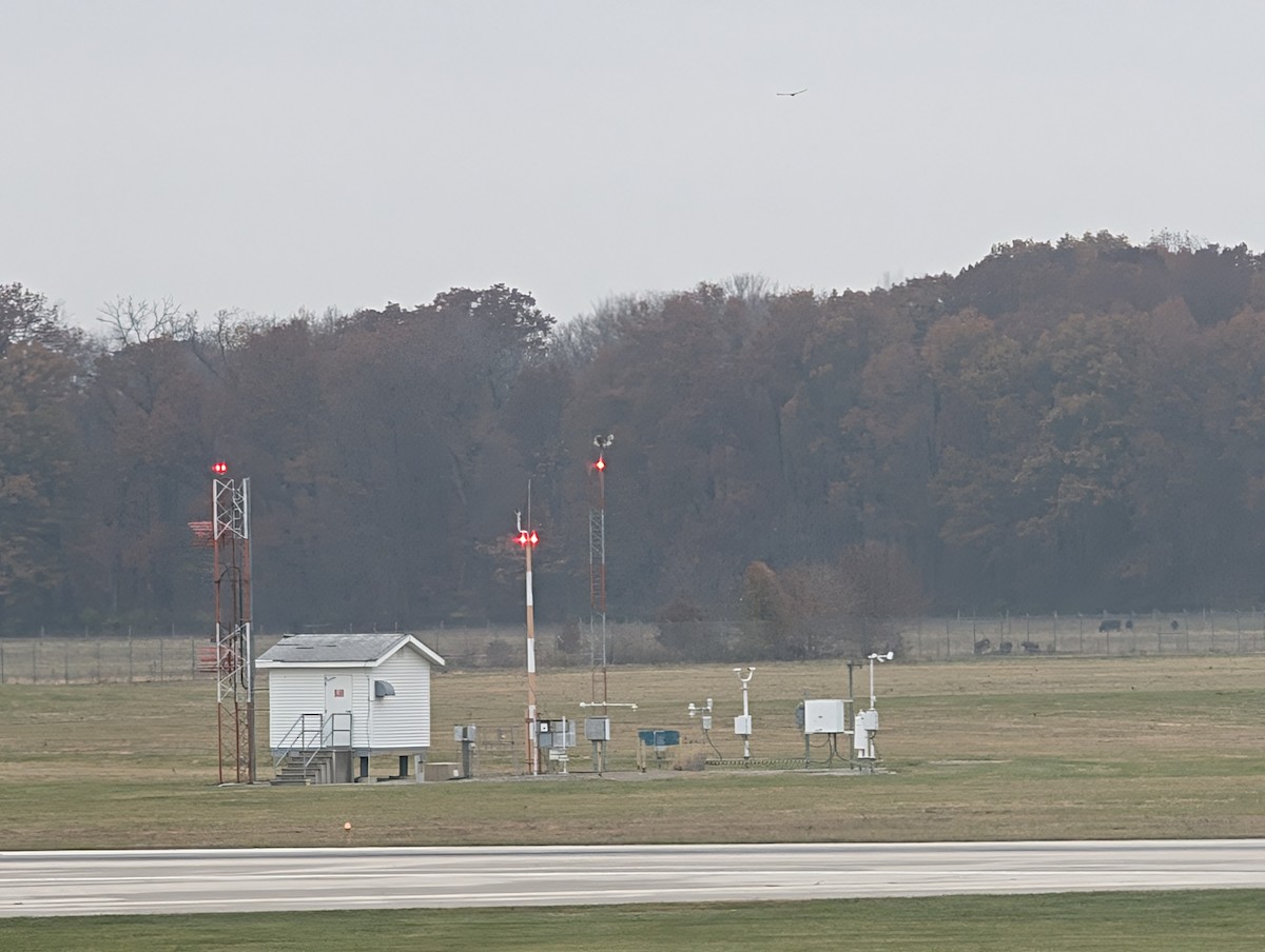 Short-eared Owl (Northern) - ML645566548