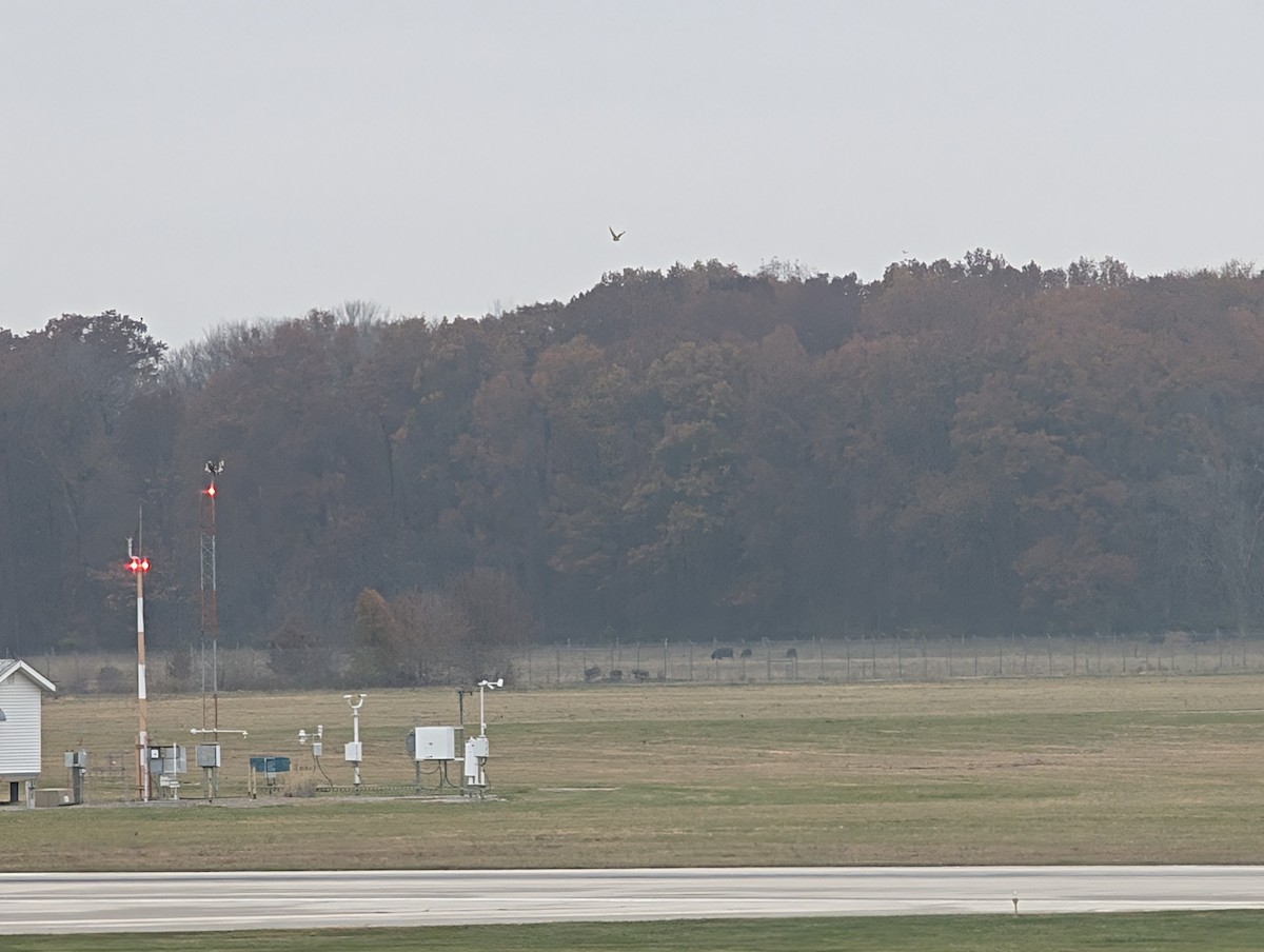 Short-eared Owl (Northern) - ML645566549