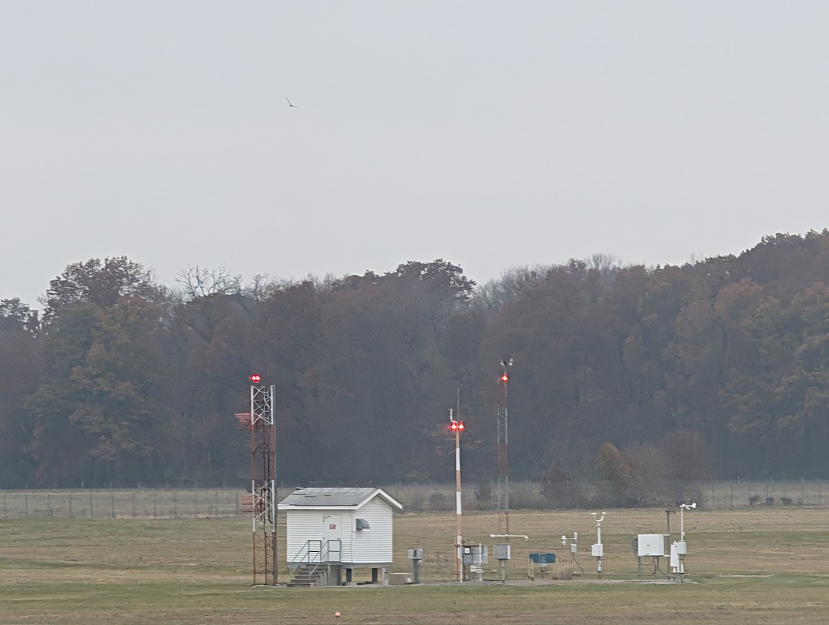 Short-eared Owl (Northern) - ML645566550