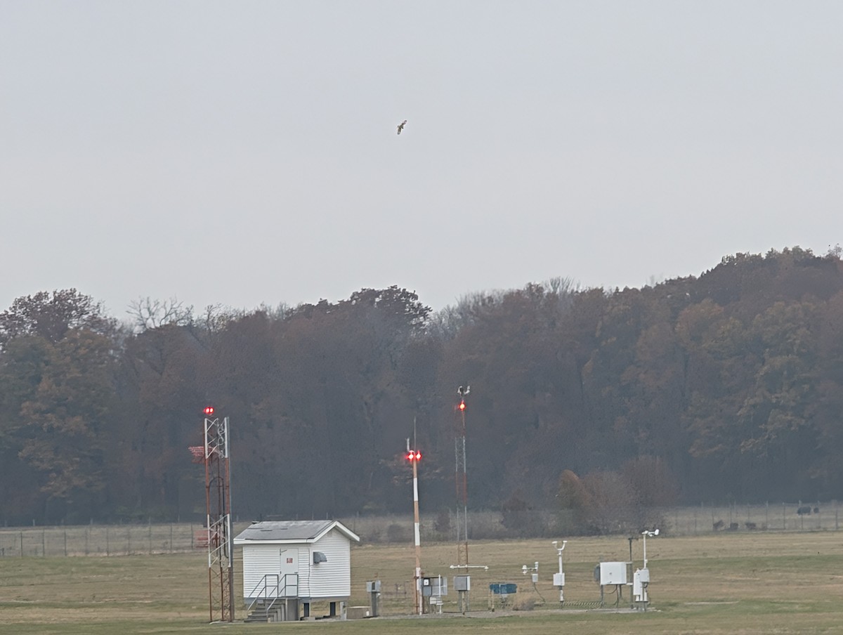 Short-eared Owl (Northern) - ML645566551