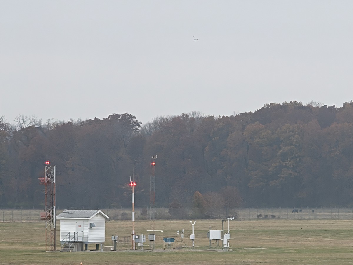 Short-eared Owl (Northern) - ML645566552
