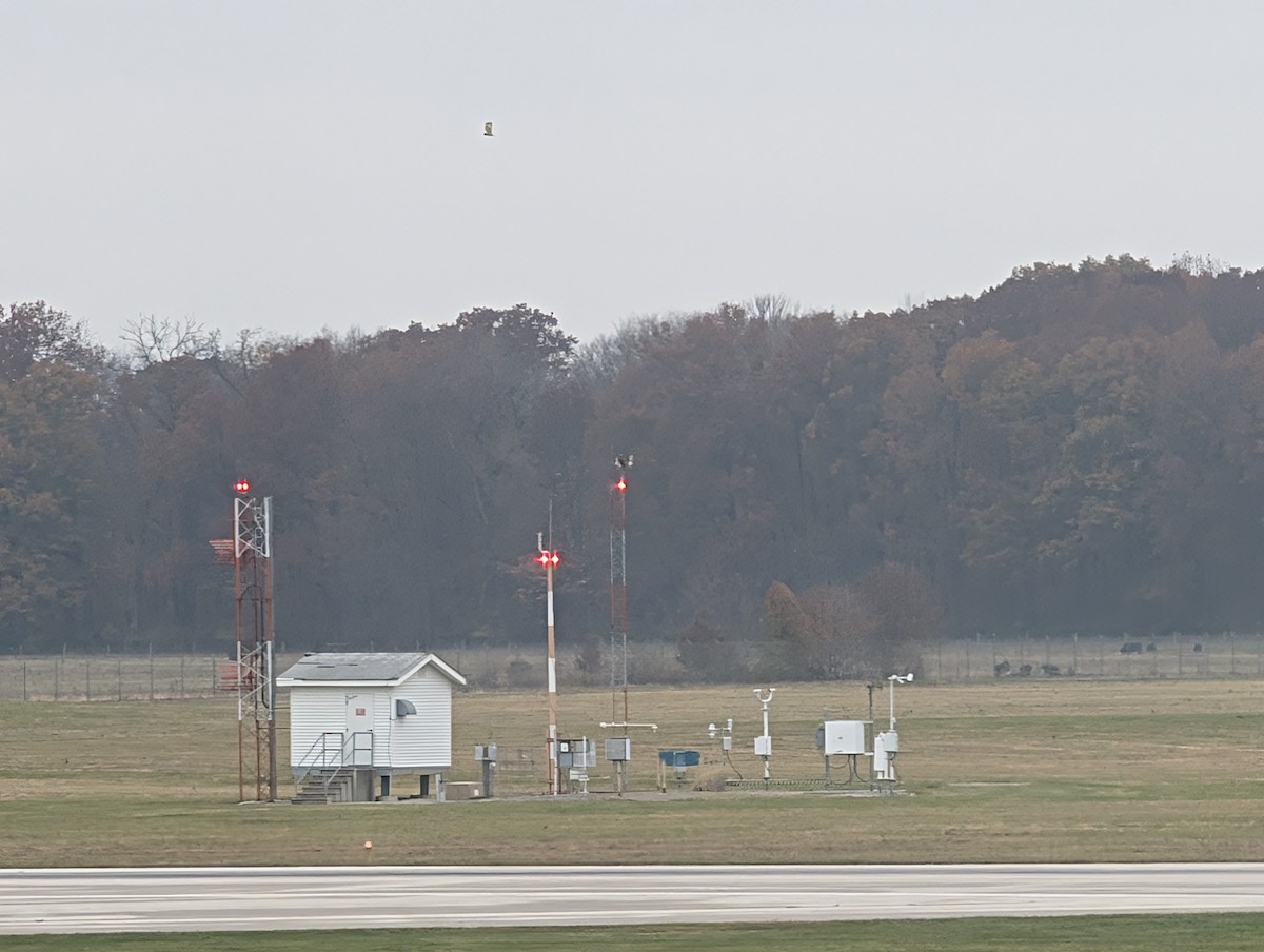 Short-eared Owl (Northern) - ML645566554
