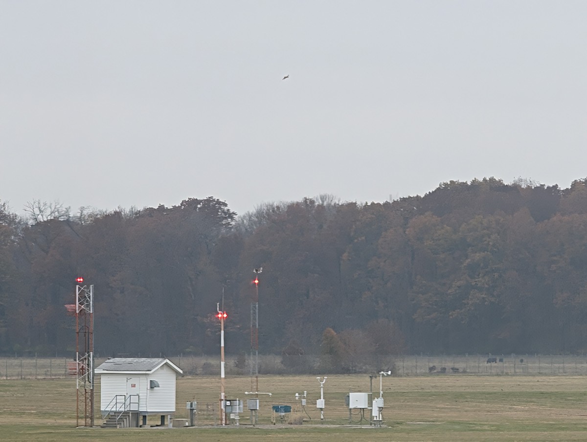 Short-eared Owl (Northern) - ML645566555