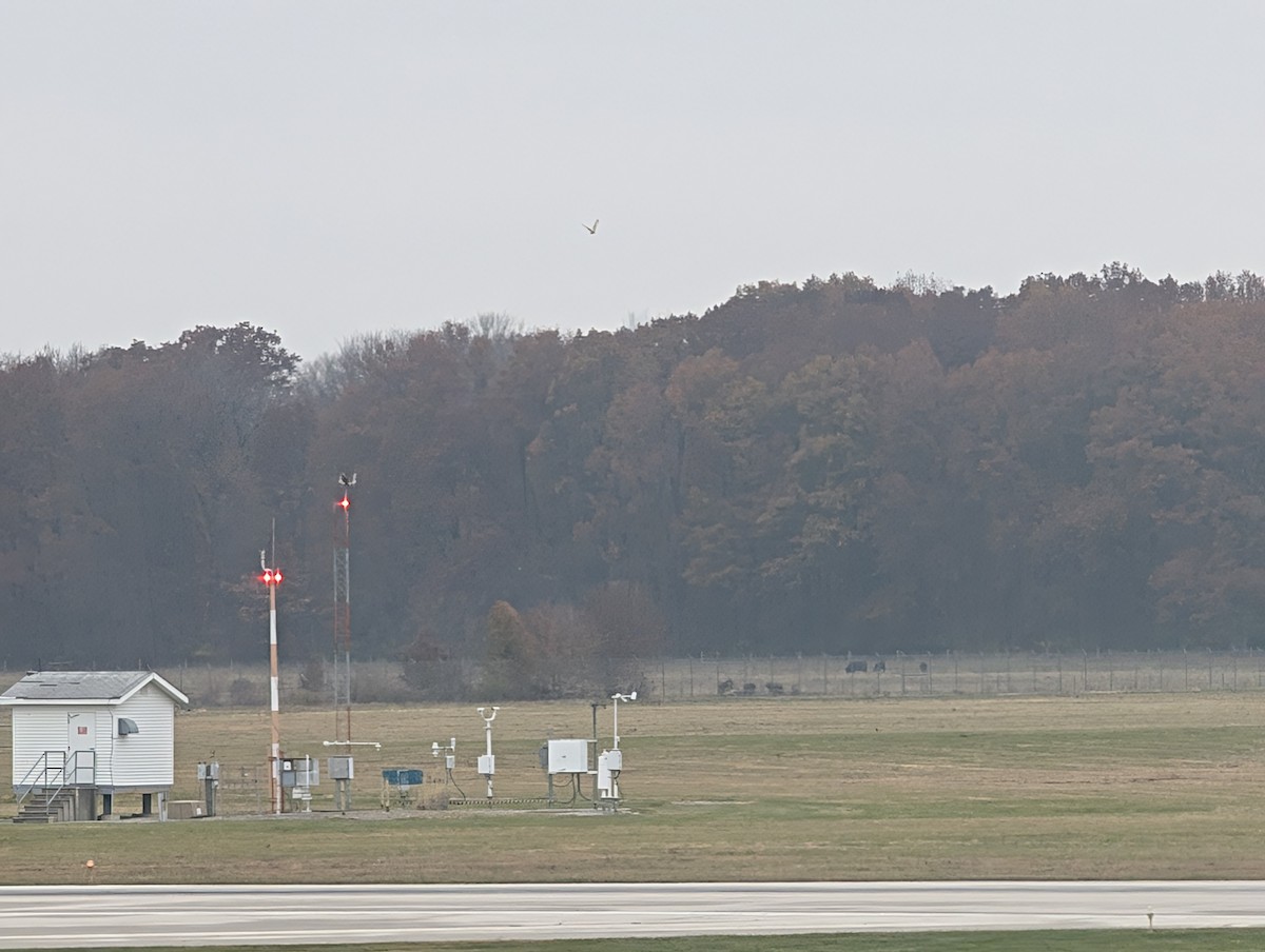 Short-eared Owl (Northern) - ML645566556