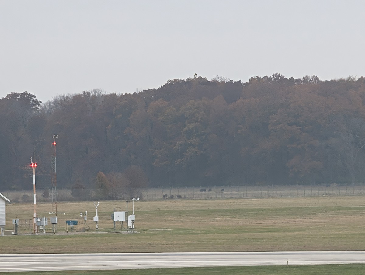 Short-eared Owl (Northern) - ML645566557