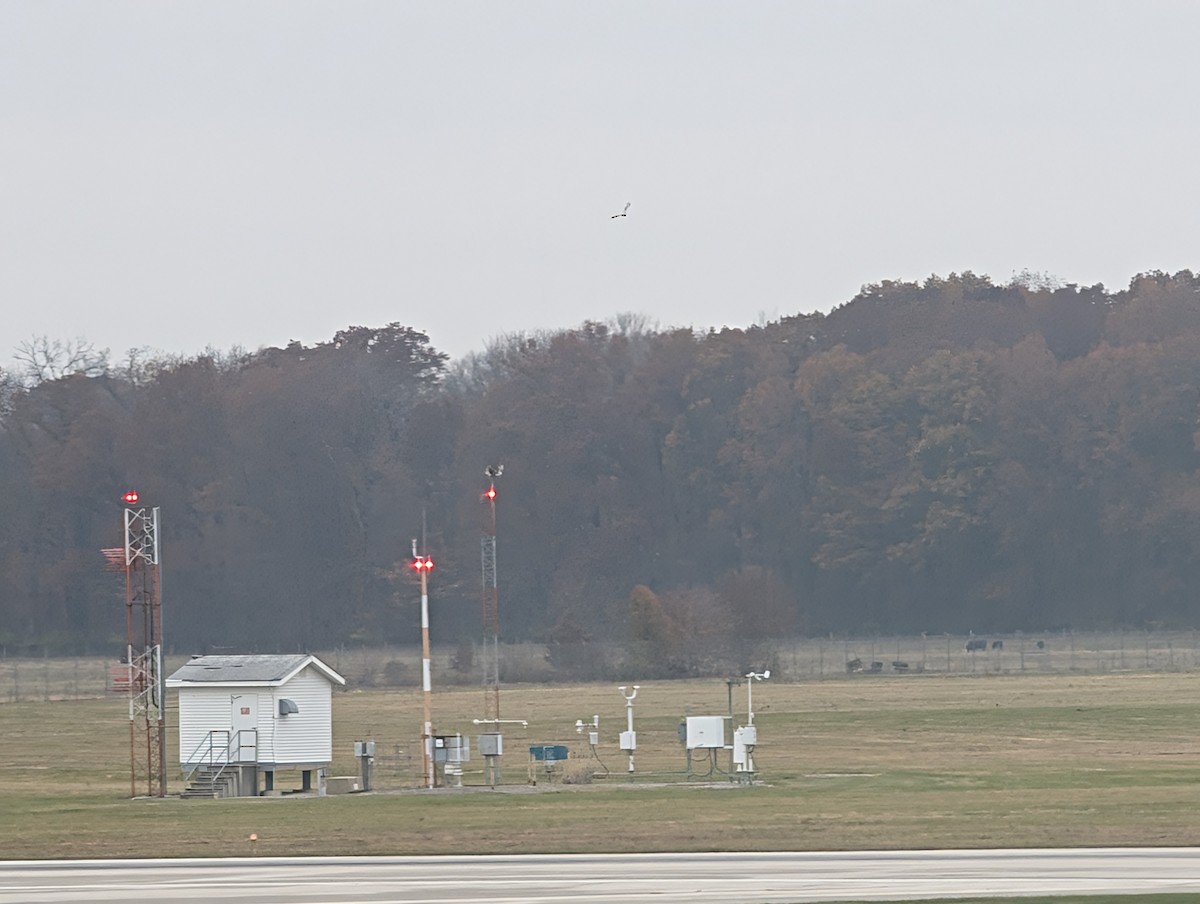 Short-eared Owl (Northern) - ML645566558