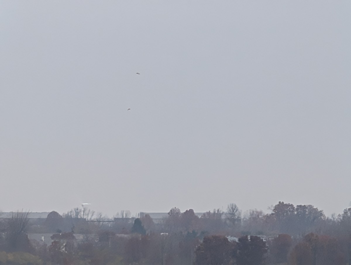 Short-eared Owl (Northern) - ML645566559