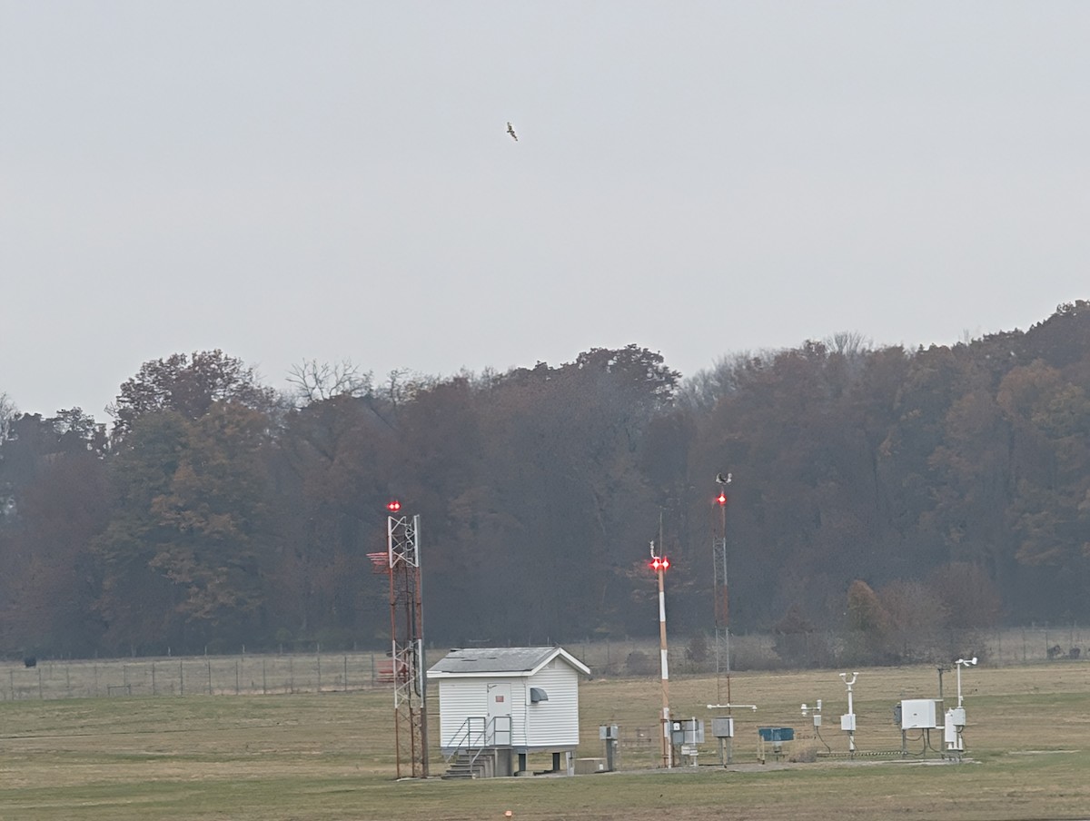 Short-eared Owl (Northern) - ML645566560