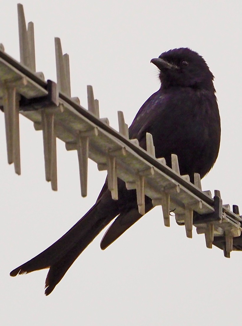 Fork-tailed Drongo (adsimilis Group) - ML645566563