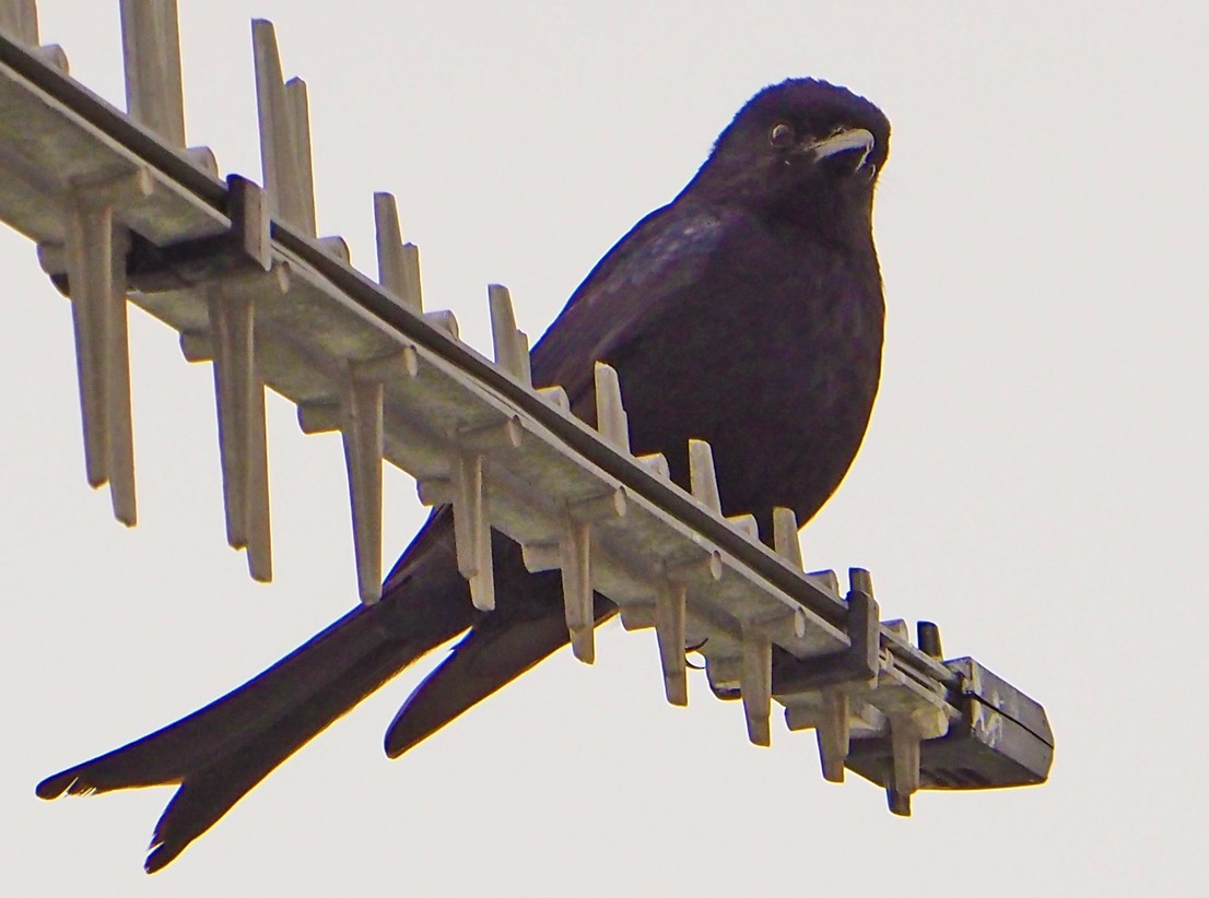 Fork-tailed Drongo (adsimilis Group) - ML645566564
