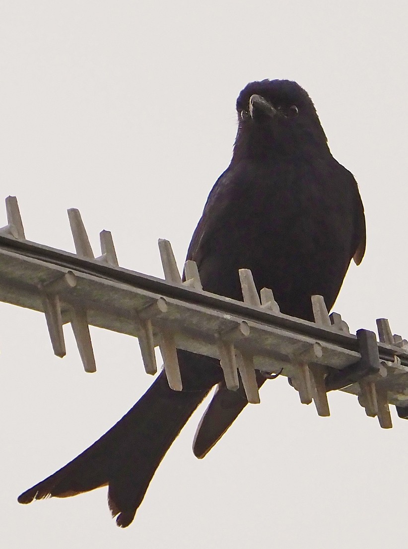 Fork-tailed Drongo (adsimilis Group) - ML645566565