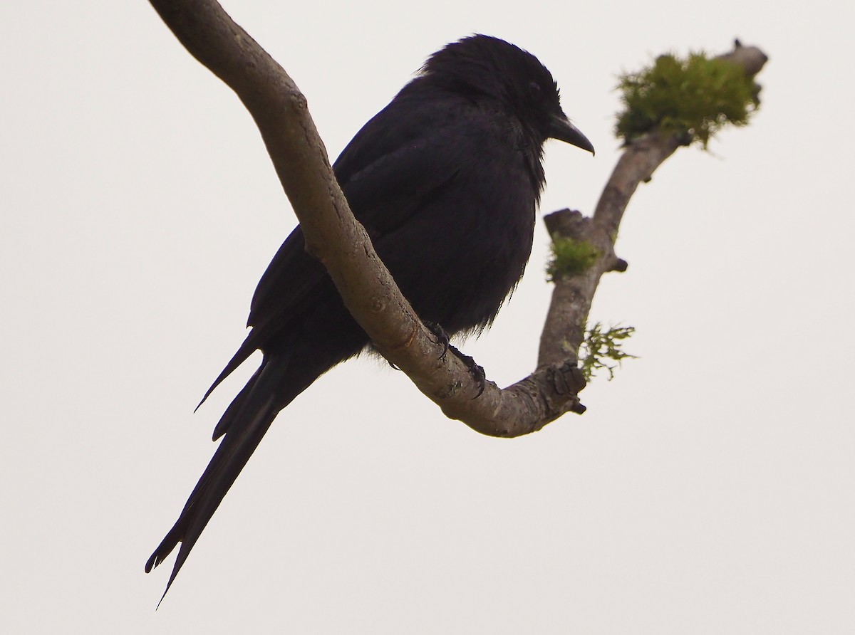 Fork-tailed Drongo (adsimilis Group) - ML645566566