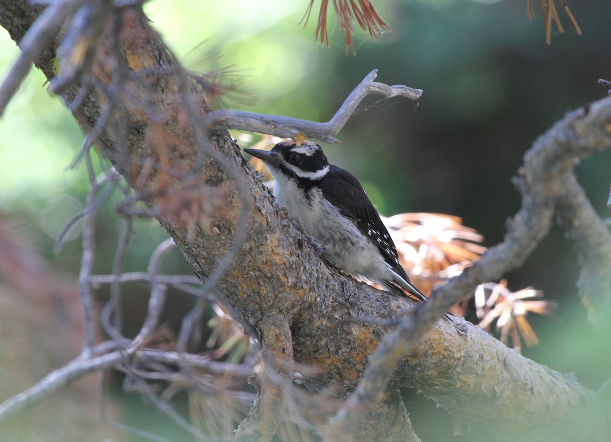 Hairy Woodpecker - ML645566588