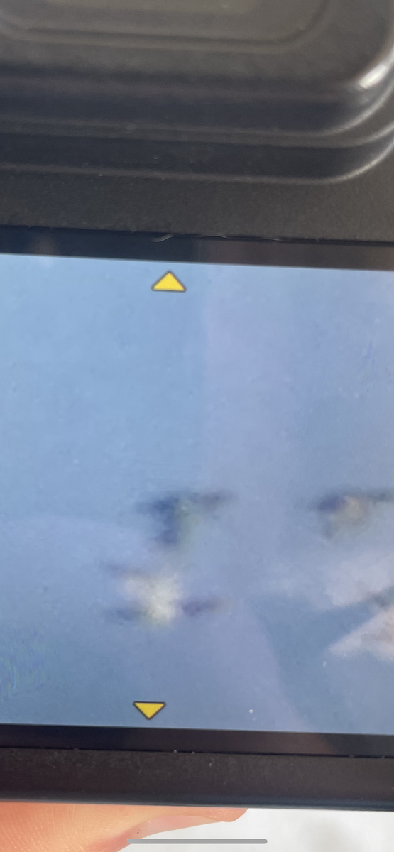 Murgilari bizkarzuria - ML645566590