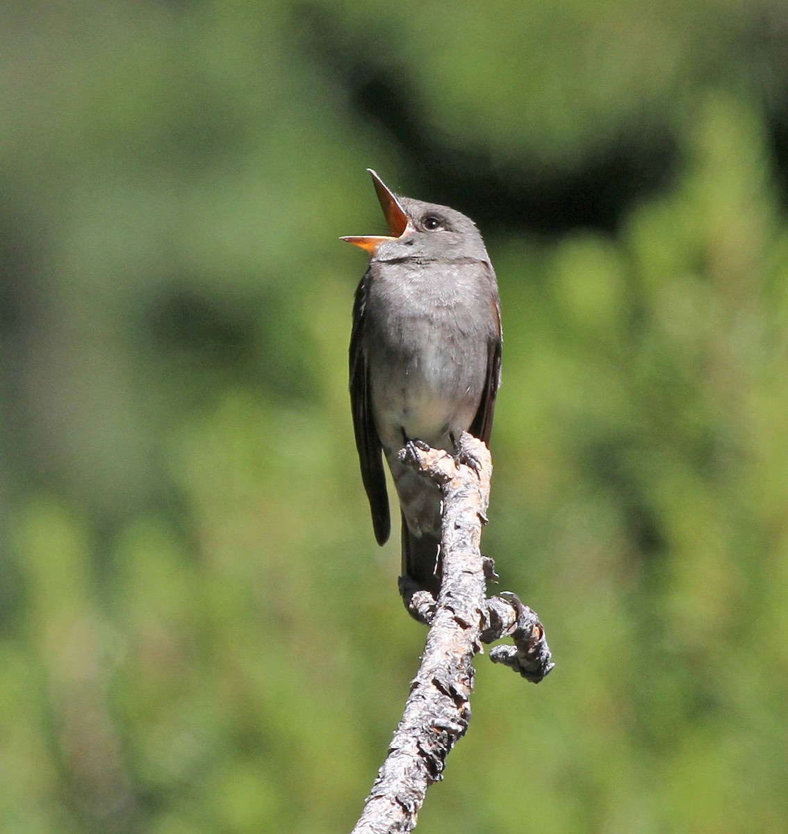 Pioui de l'Ouest - ML645566606
