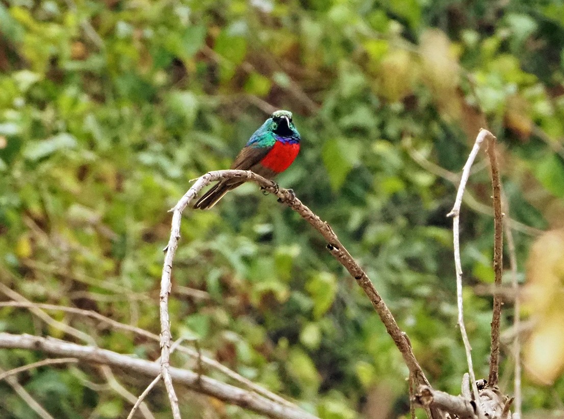 Greater Double-collared Sunbird - ML645566646
